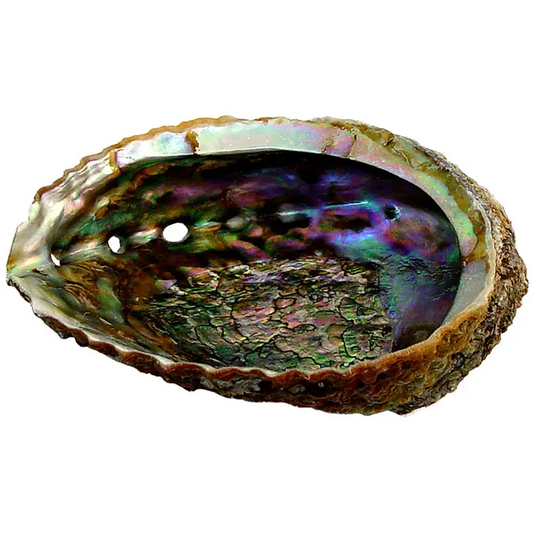 5-6" Abalone Shell Smudge Bowl